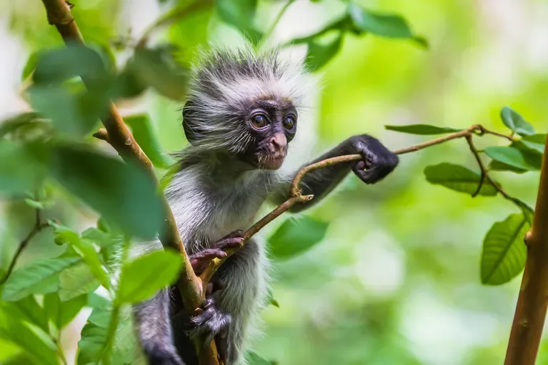 A colobus monkey in the trees